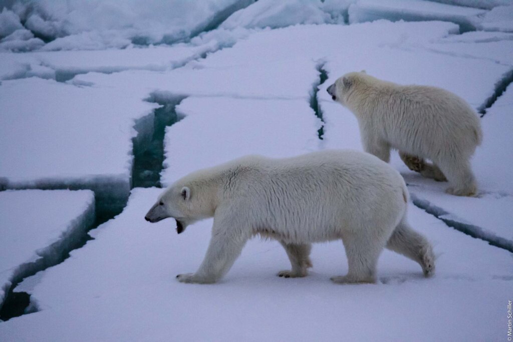 Wenn das Wissen und das Verständnis über das Klimasystem zugenommen haben, warum wurde die Bandbreite der Temperaturprojektionen nicht geringer? (FAQ 1.1)