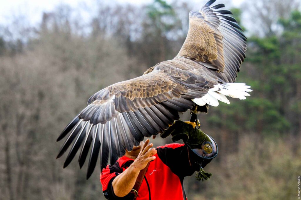 Die Geschichte vom Adler
